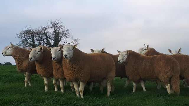Brexit 'a unique opportunity' for Irish sheep breeders