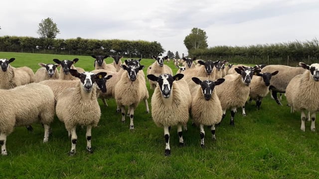 Donegal Mule Group set to hold reduction sale