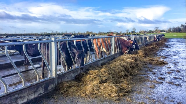 'The dry cow - fresh cow transition accounts for 80% of herd health problems'