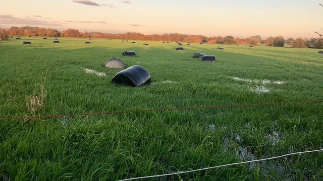 Grass growth: Heavy rain forces some farmers to house and feed silage