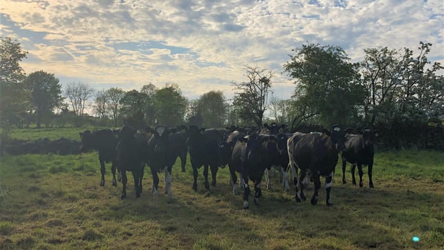 'Strong demand' for autumn-calving in-calf heifers and cows
