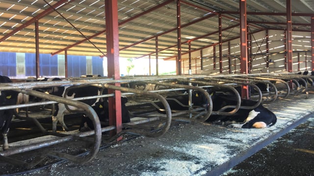 Dairy farmers: Here is your complete winter housing checklist...