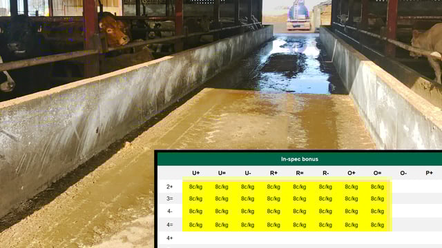 Beef trade: How the new in-spec bonus will be paid; plus prime cattle quotes unchanged