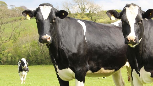 ICBF to launch improved genetic evaluations this week