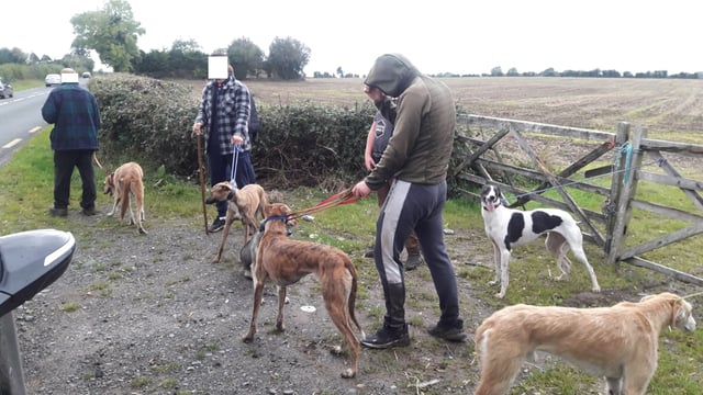 Partnership to fight Irish wildlife crime launched...with reporter app in the works