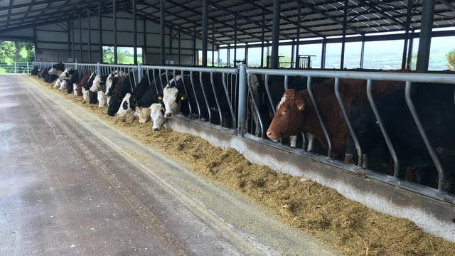 Beef tour: Innovation, automation and efficiency on show this Saturday in Co. Cork