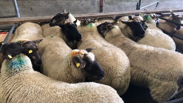 Sheep farmers: Be mindful of the Clean Livestock Policy