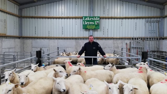 Sheep focus: Breeding pedigree Lleyn ewes and...alpacas
