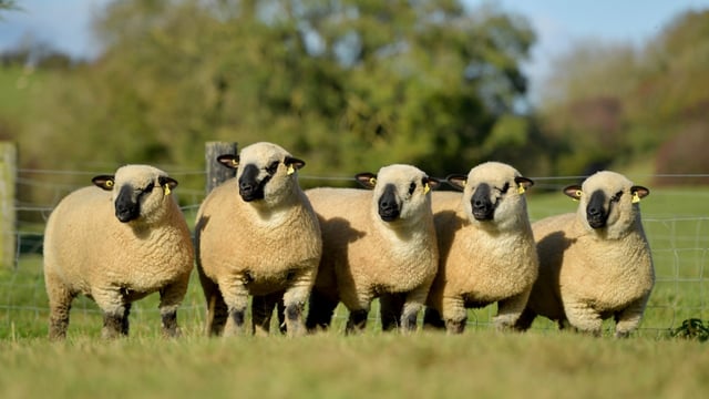 'Ladies First Production Sale' taking place this weekend