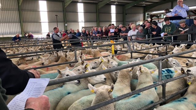 2 further marts approved to read electronic sheep tags; find out which ones...