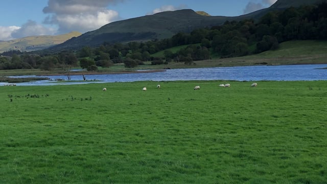BEAM scheme for sheep is required – ICSA