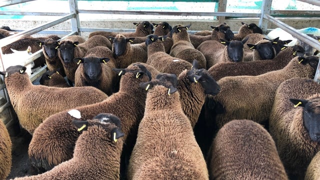 Pics and prices: 3,000 sheep on offer at Carnew Mart, as the price for lambs falls again