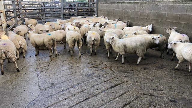 Sheep trade: Base price hits new low of 430c/kg