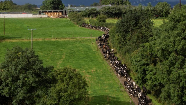 Dairy focus: 'Taking simple steps which make a big difference' in Co. Waterford