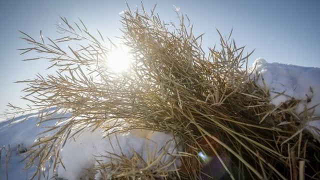 Grain price: Harvest reports show little movement