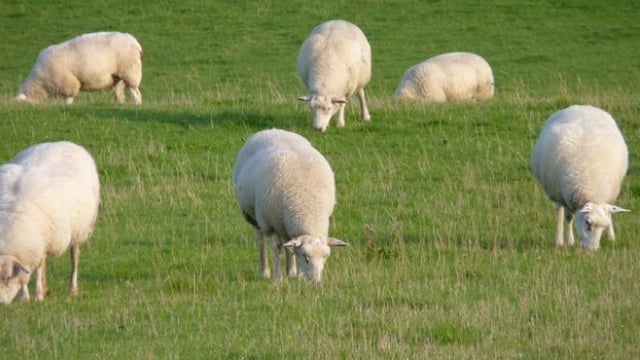 It's soon time to start scanning early-lambing flocks