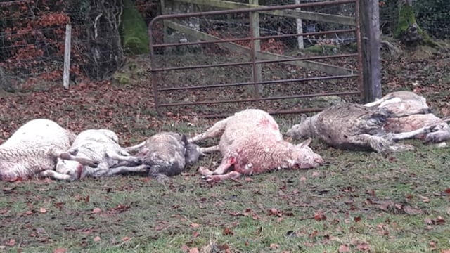 Graphic images: 6 sheep dead and 4 injured in latest dog attack in Co. Kildare