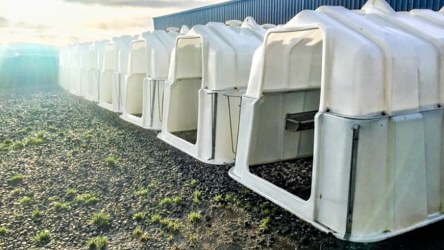 Alternative options to building a new calf shed