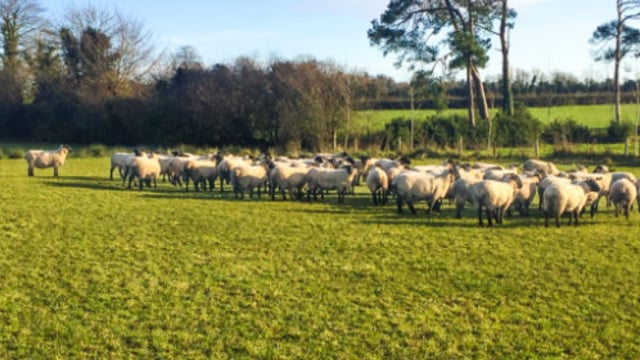 Sheep Ireland scrapie genotypes get Department of Agriculture approval