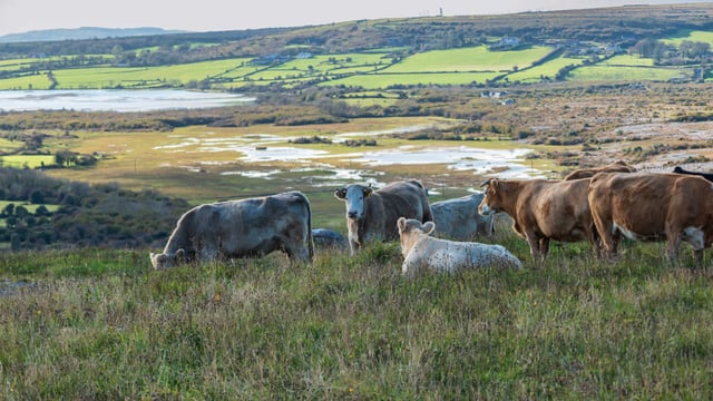 Cooney blasts RTÉ’s portrayal of farming as the 'climate villain’