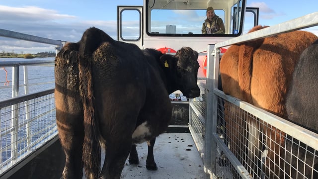 New custom-made 'cot' to carry livestock between islands on Lower Lough Erne