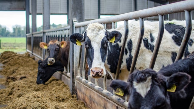 Dairy advice: Be wary of fat and late-calving cows