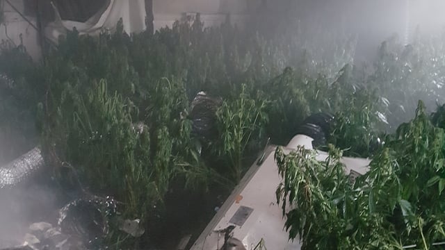 €120,000 of cannabis seized from rural house in Tipp