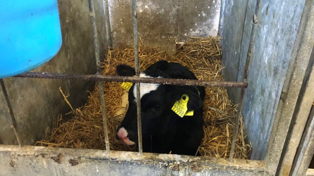Dairy advice: Treating a calf with scour