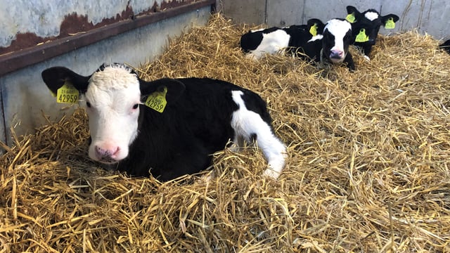 Taking care of a newly-purchased calf this spring