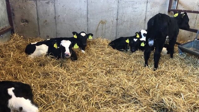 Dairy advice: Treating calves with scour