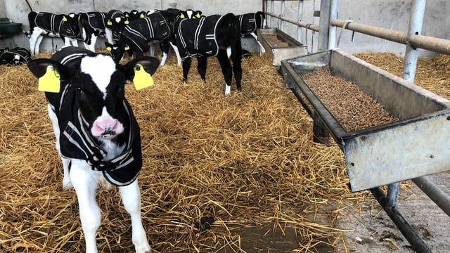 Should you be feeding coarse ration or pellets to young calves?