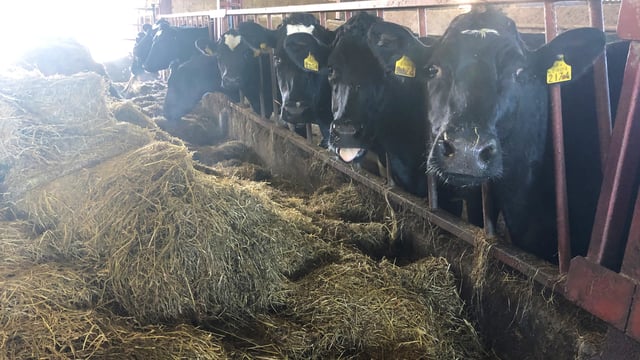 Dairy advice: Feeding minerals and treating parasites