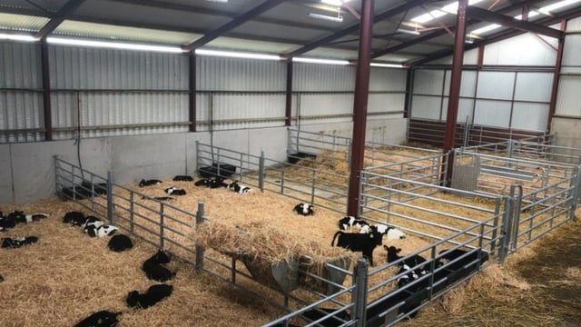 Buildings focus: Converting an old cubicle shed into a calf house