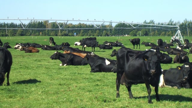 Final New Zealand live export shipment as ban comes into force