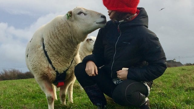 Artist follows seasons of a sheep year in the south-east