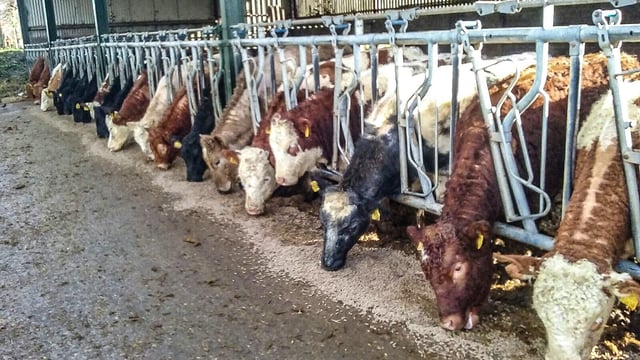 Beef trade commentary: What can be expected in the lead up to Christmas?