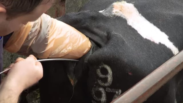 Breeding season: Time to 'pull the bull'