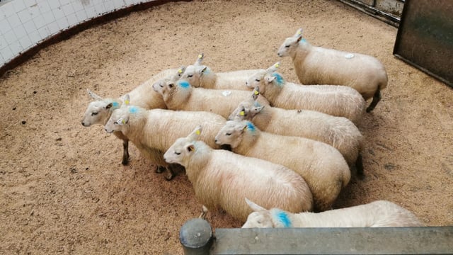 Sheep marts: Factory-fit lamb prices on the rise, as supplies continue to tighten