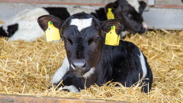 Watch: Calves break into young farmer's Xbox room