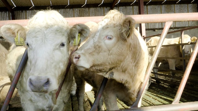 Mart move welcome but more needed for beef farmers - IFA