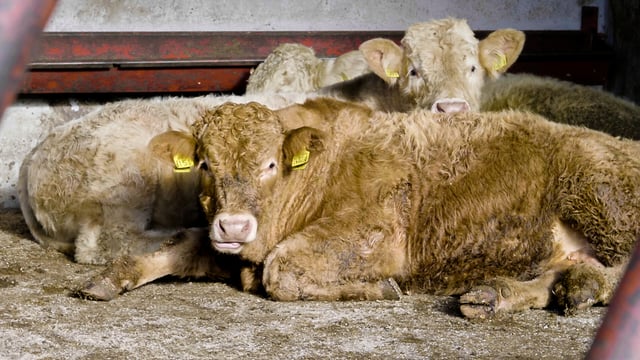 Beef trade: Factory quotes vary