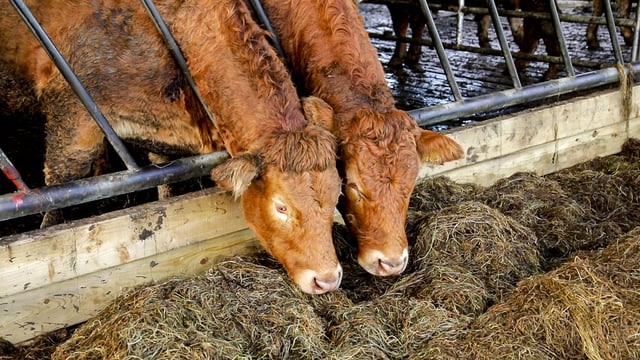Factories urged to 'take longer term view on beef prices'