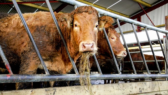Star ratings undermining suckler farmers - ICSA
