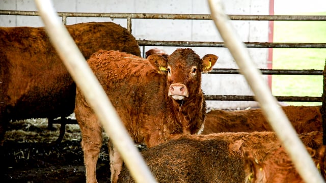 IBLA asks farm leaders to 'clarify positions' on 30-month rule