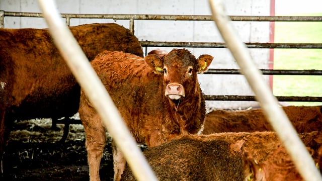 Fodder supplies tighten for drystock farmers in west and northwest