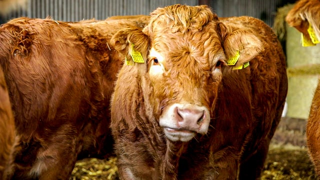 ICSA calls for factory accountability over beef price cuts