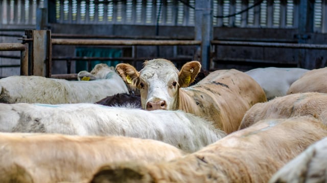 UFU slams 'persistent' NI and GB beef price differences