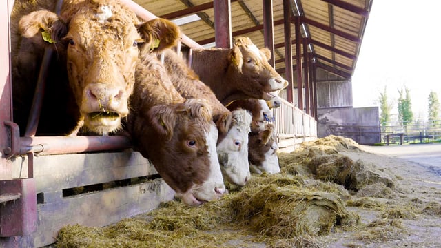 Methane reduction linked to better on-farm profitability