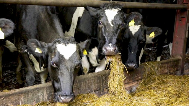 Have you assessed your cow's BCS yet?