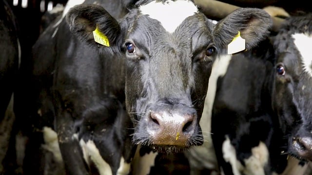 DNA evidence used to prove farmer stole neighbour's cow